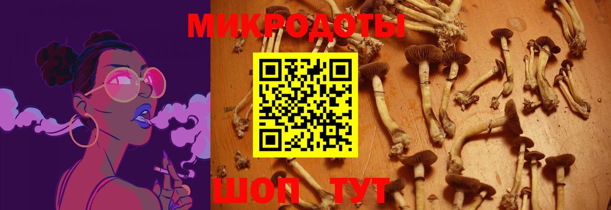 Галлюциногенные грибы Psilocybe Ачхой-Мартан