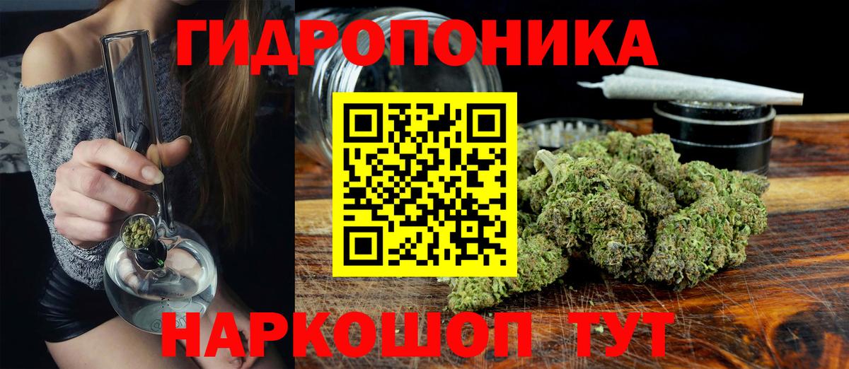 Каннабис гибрид Ачхой-Мартан